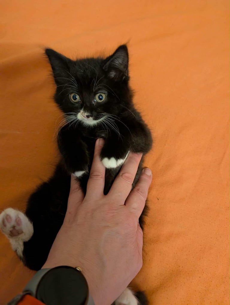 Adorable Kittens Looking for Loving Homes 