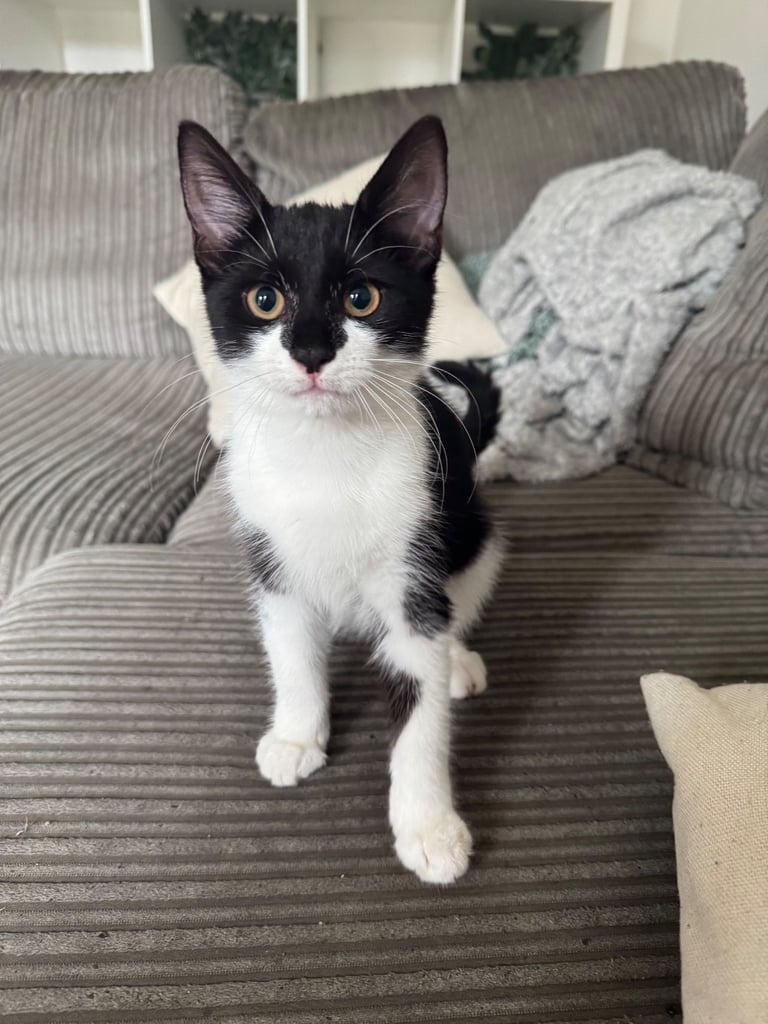 Male cat