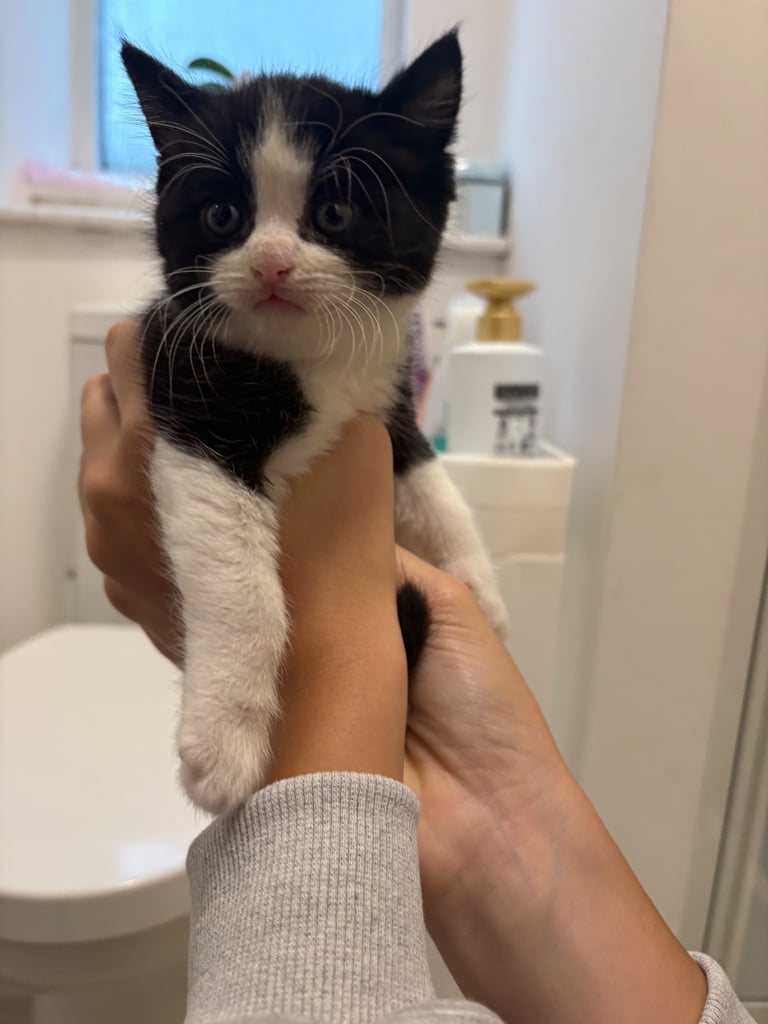 image for 2 kittens for sale! Turkish angora x british shorthair