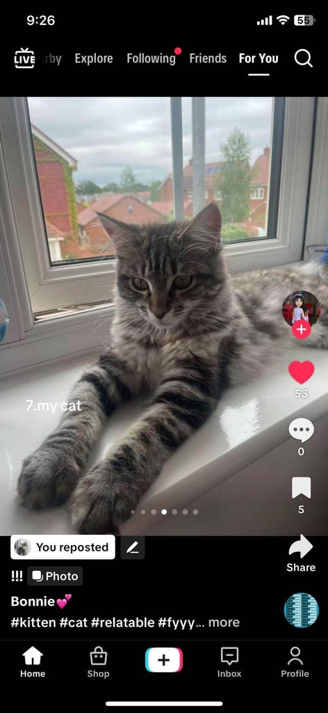 Kitten for sale