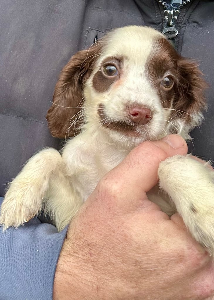 Cocker spaniel puppies 
