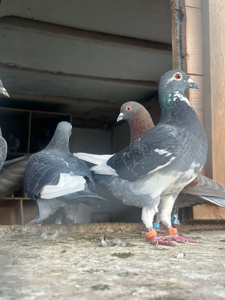 Beautiful pigeons for sale in Edinburgh from £10