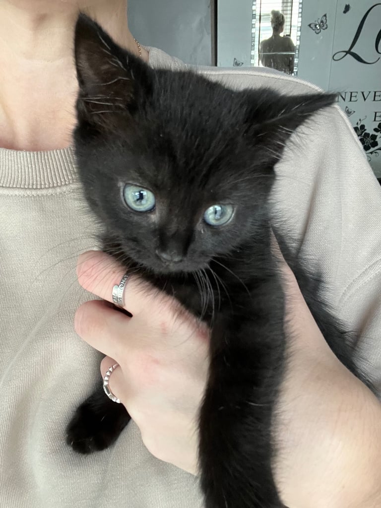 3 beautiful kittens ready for a new home 