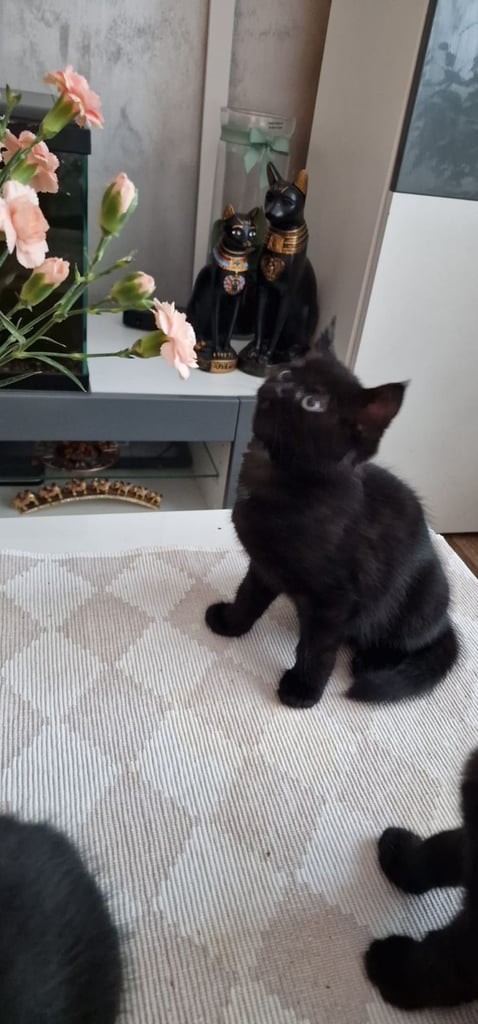 Cute kittens 