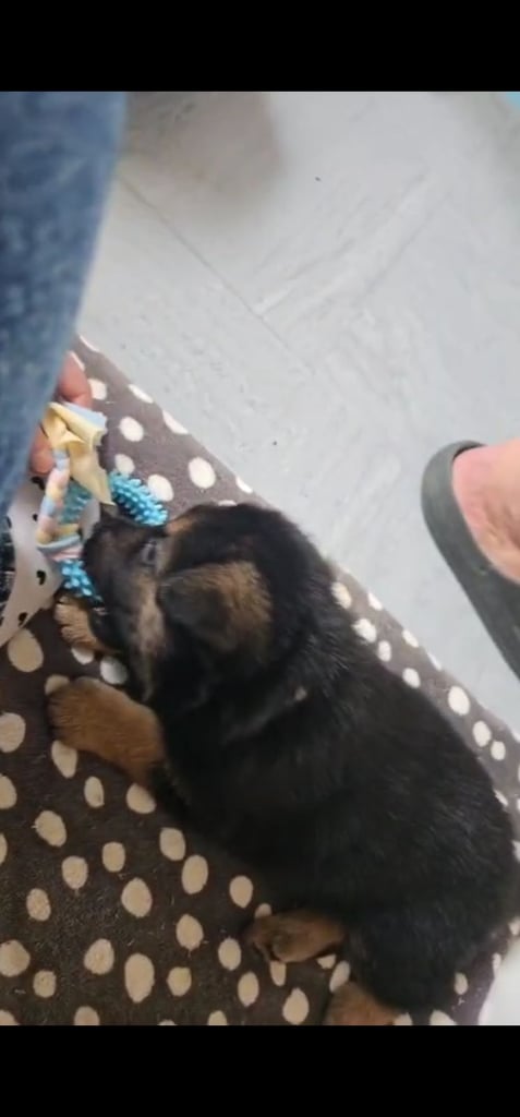 German Shepherds Boy