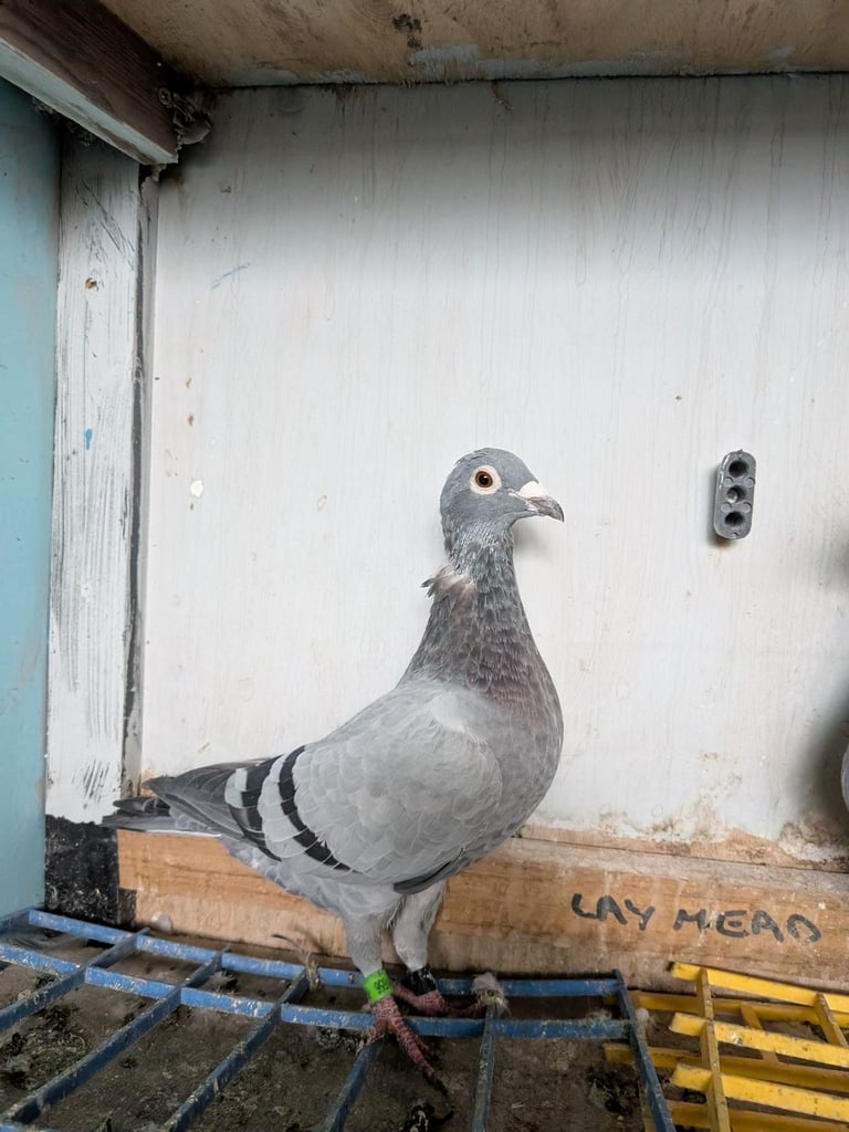 Pigeons for sale