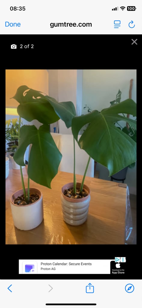 image for Some outside and inside plants for quick sale 