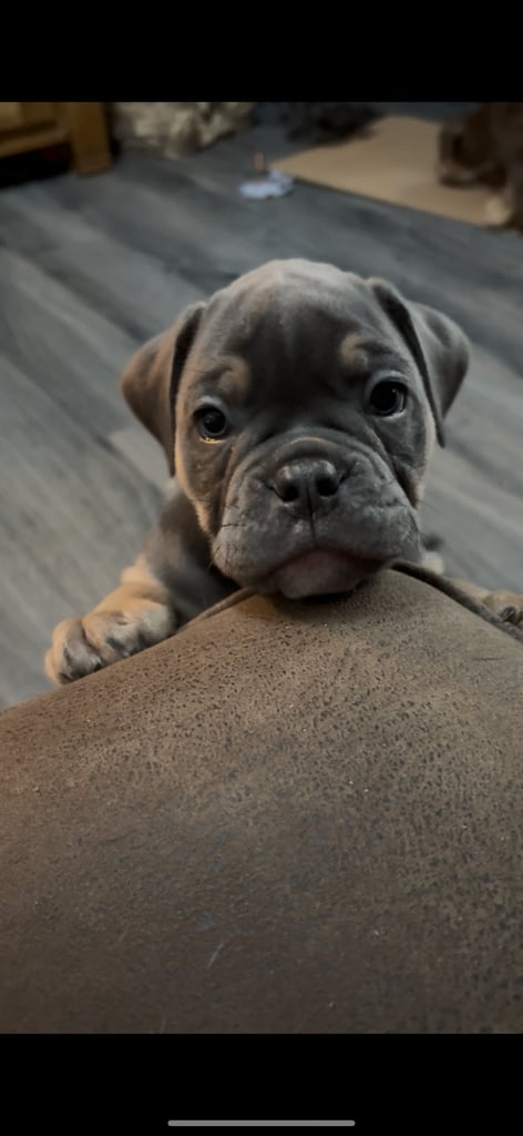 Olde English Bulldogge Puppies For Sale