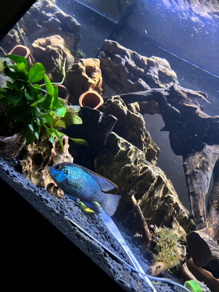 Looking for unwanted fish tanks going free