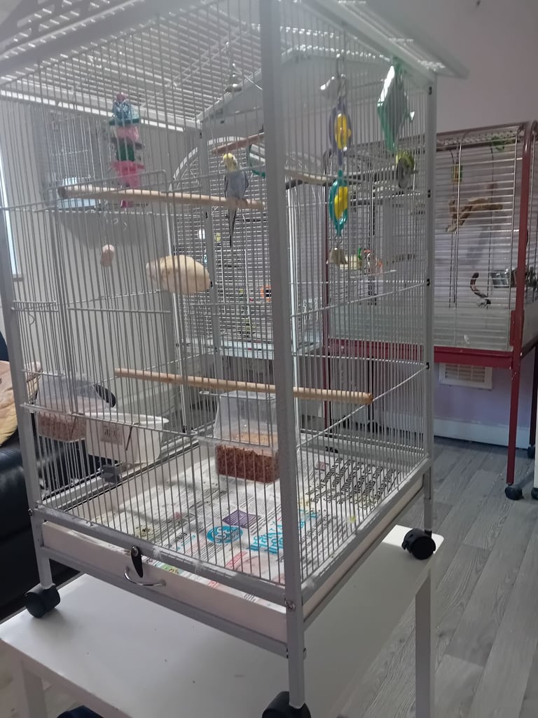Bird cage 