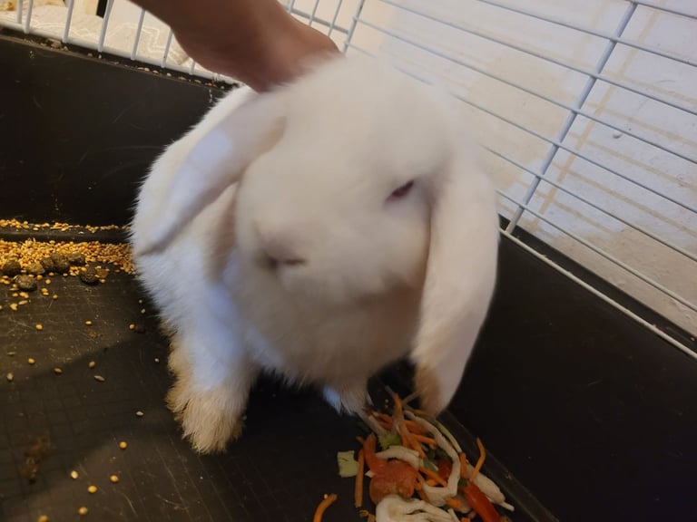 Rabbit 