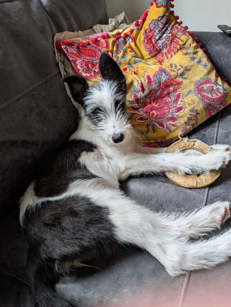 image for 7 month old lurcher x collie 