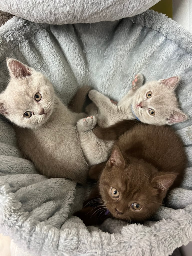 Beautiful BSH kittens for sale 