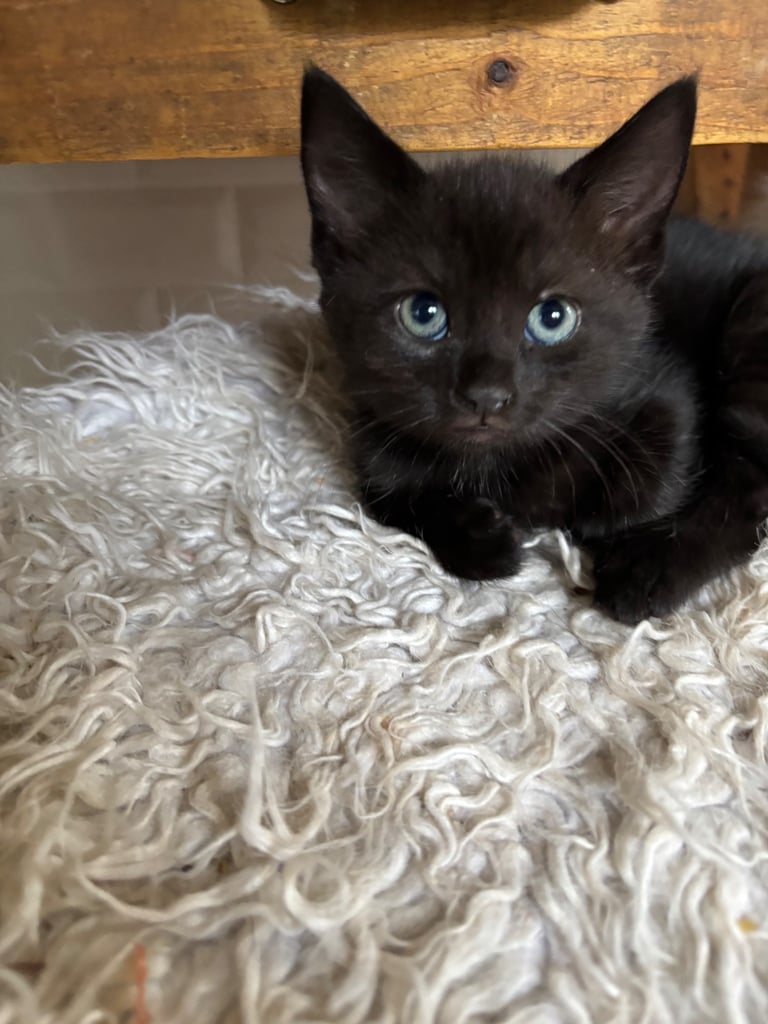 Stunning rare full Maine coon kittens 