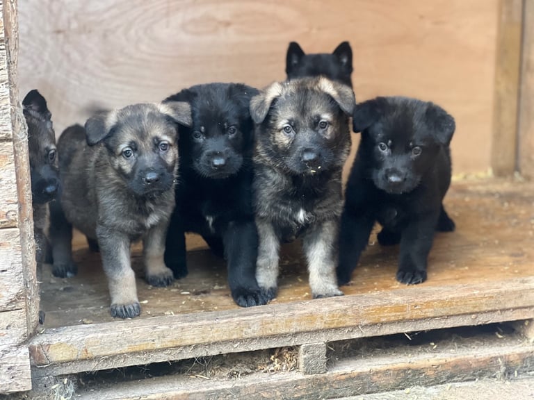 TOP CZECH LINE GERMAN SHEPHERD PUPPIES AVAILABLE!!