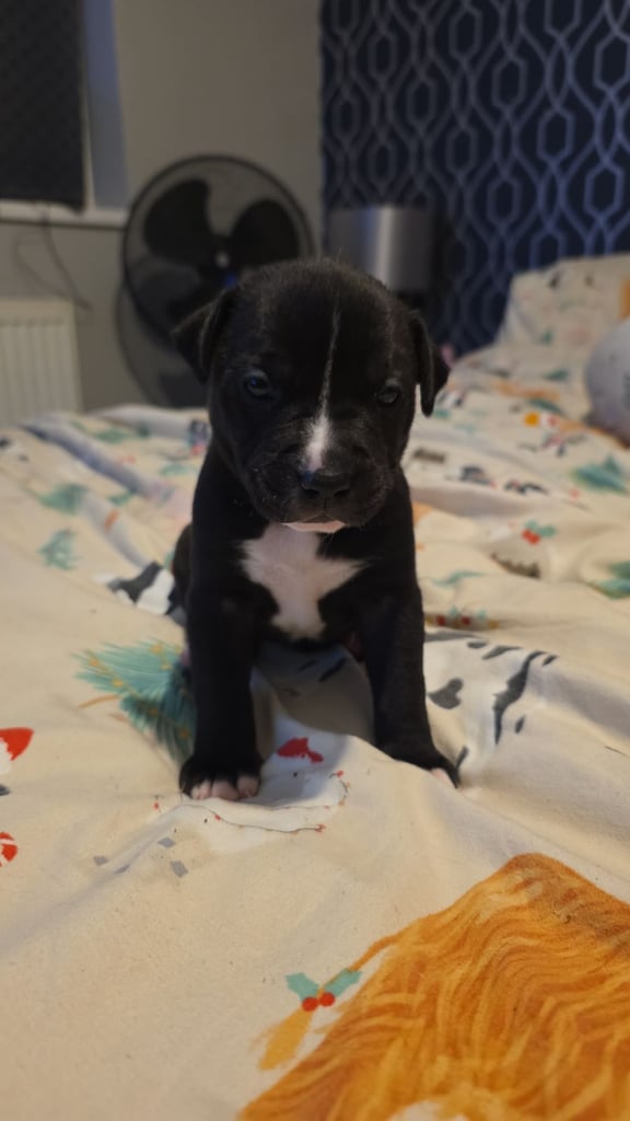 Staffy cross american bull mastiff 1 boy 4 girls  4 girls