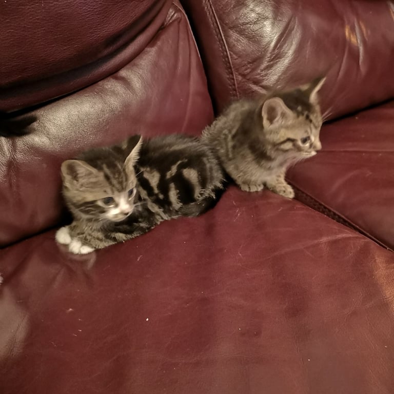 4 lovely kittens for sale 