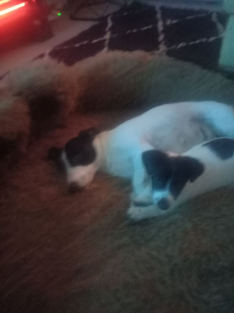 Jack Russell puppy 