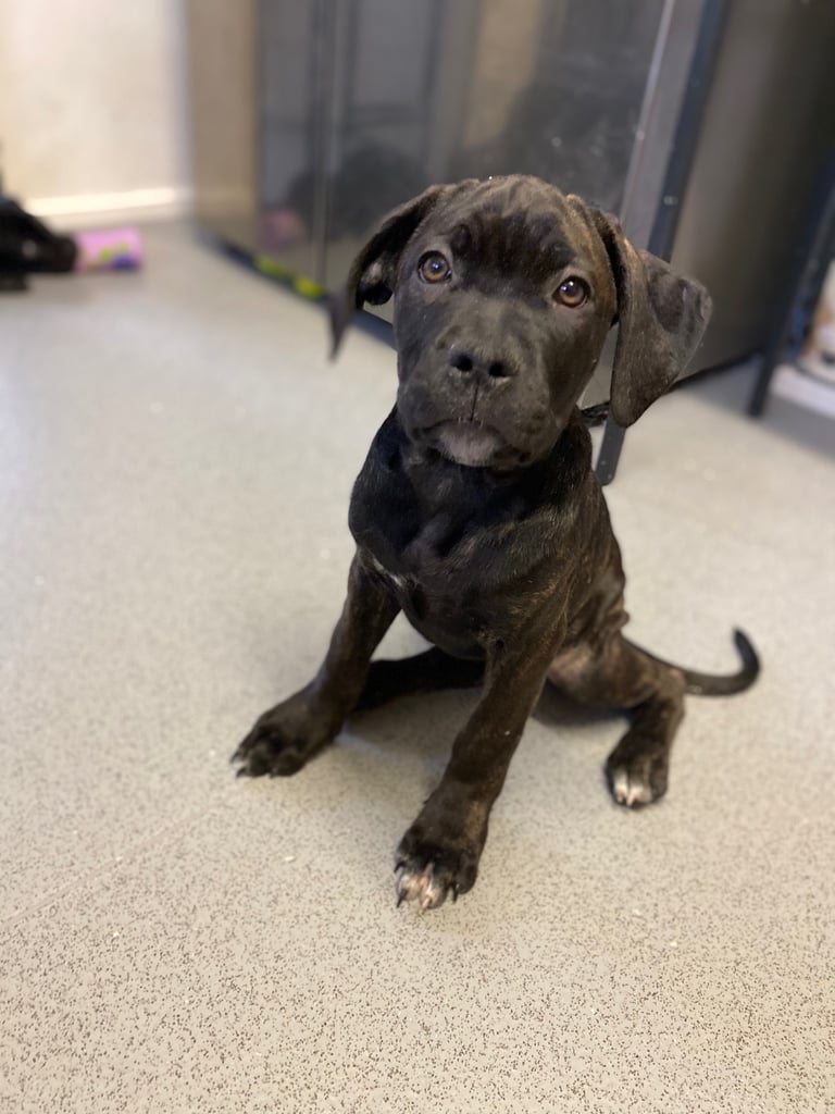 Beautiful 12-Week-Old Cane Corso Puppies Ready for Their New Homes