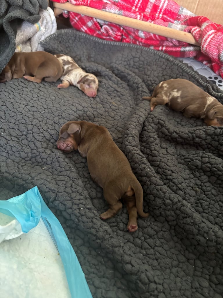 Miniature brown dachshund boy  