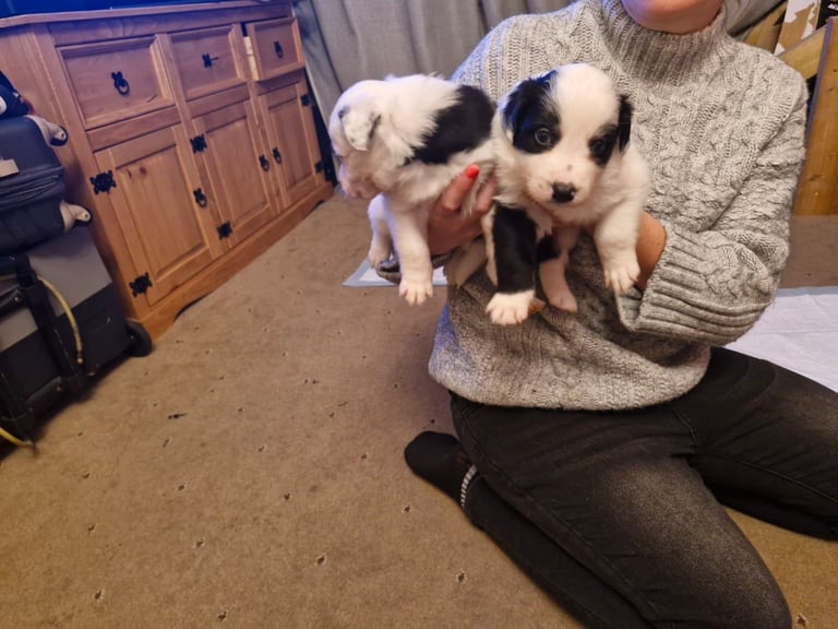 2 x black and white male puppies for sale 