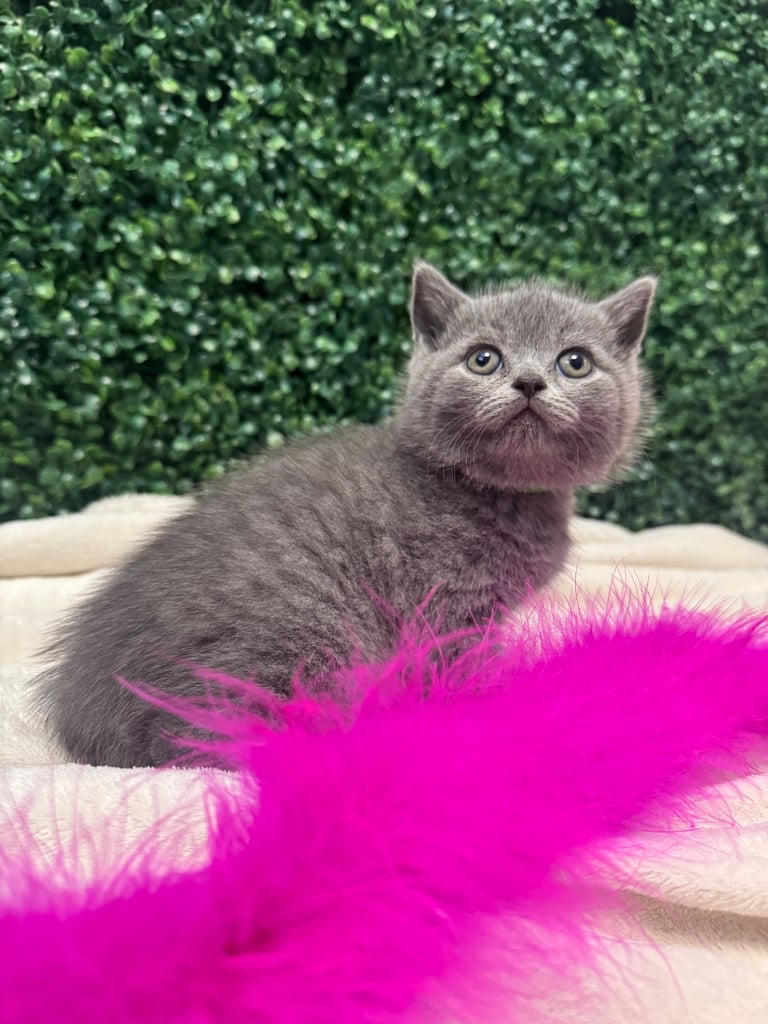 💕British Shorthair Blue Kittens💕