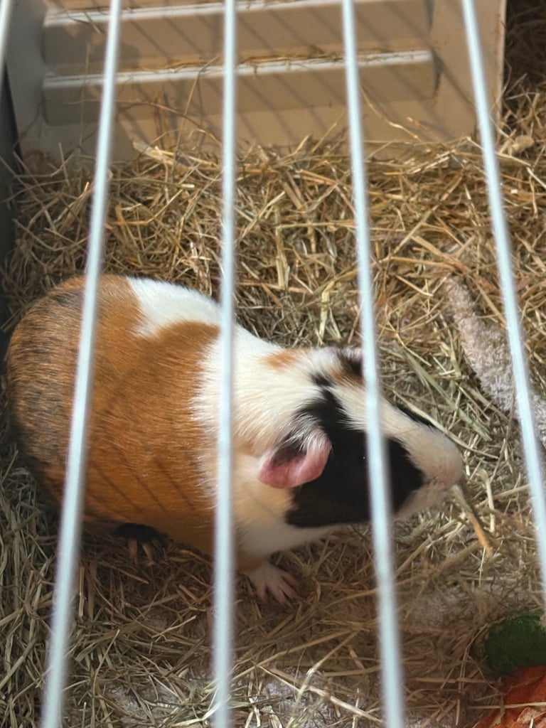 Guinea pigs for sale 