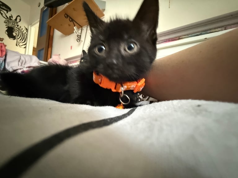 5 kittens for sale 4 girls 1 boy