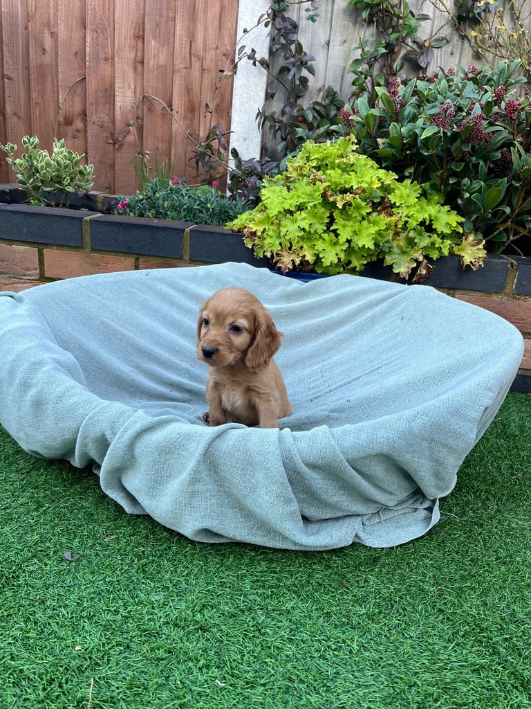 Six beautiful Cocker spaniel puppies