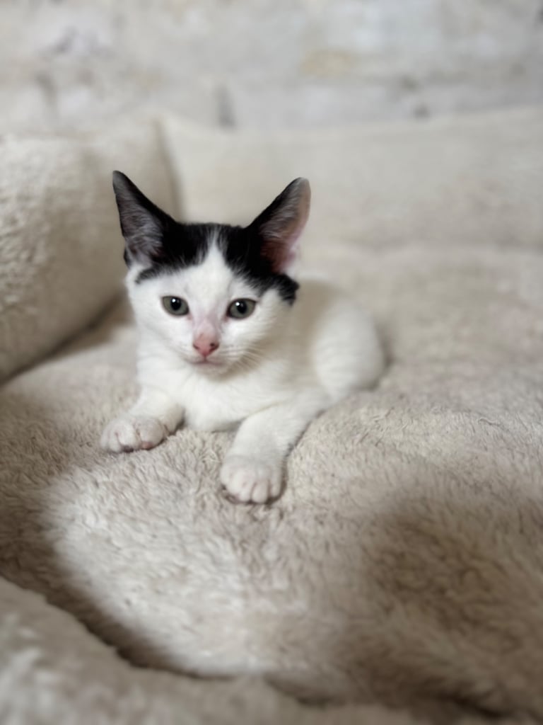 Two adorable 8-week-old European shorthair kittens – playful male duo! 🐱