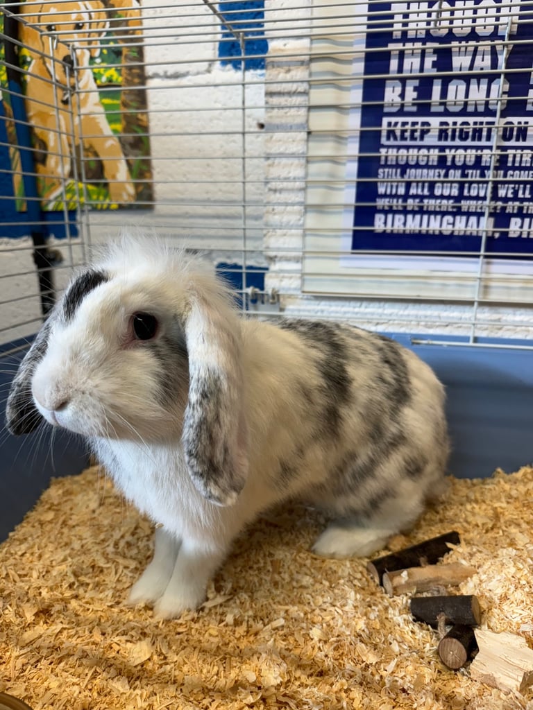 Female lionlop rabbit for sale 