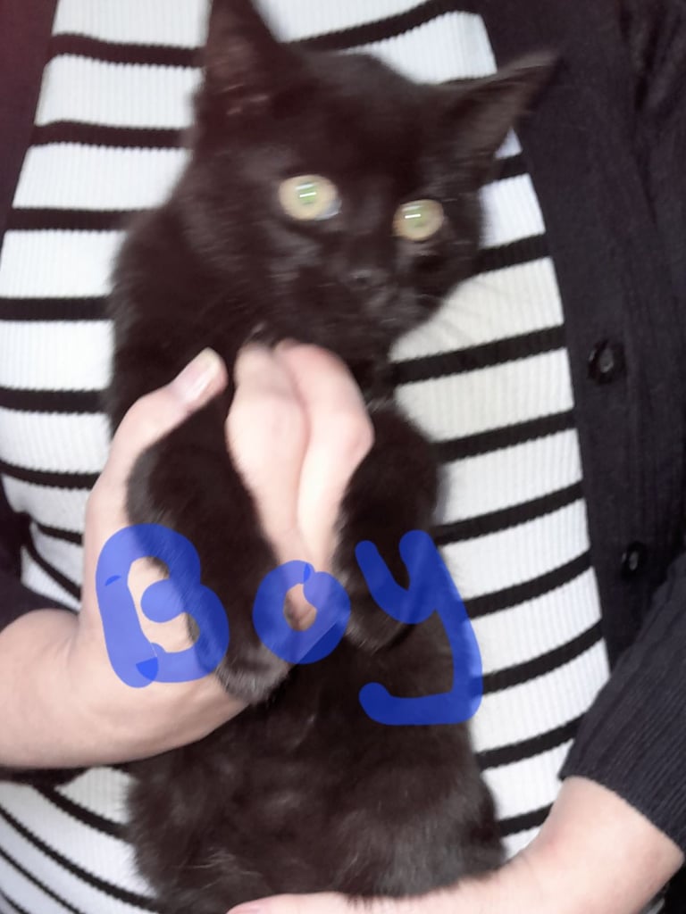 image for Kitten's for sale 