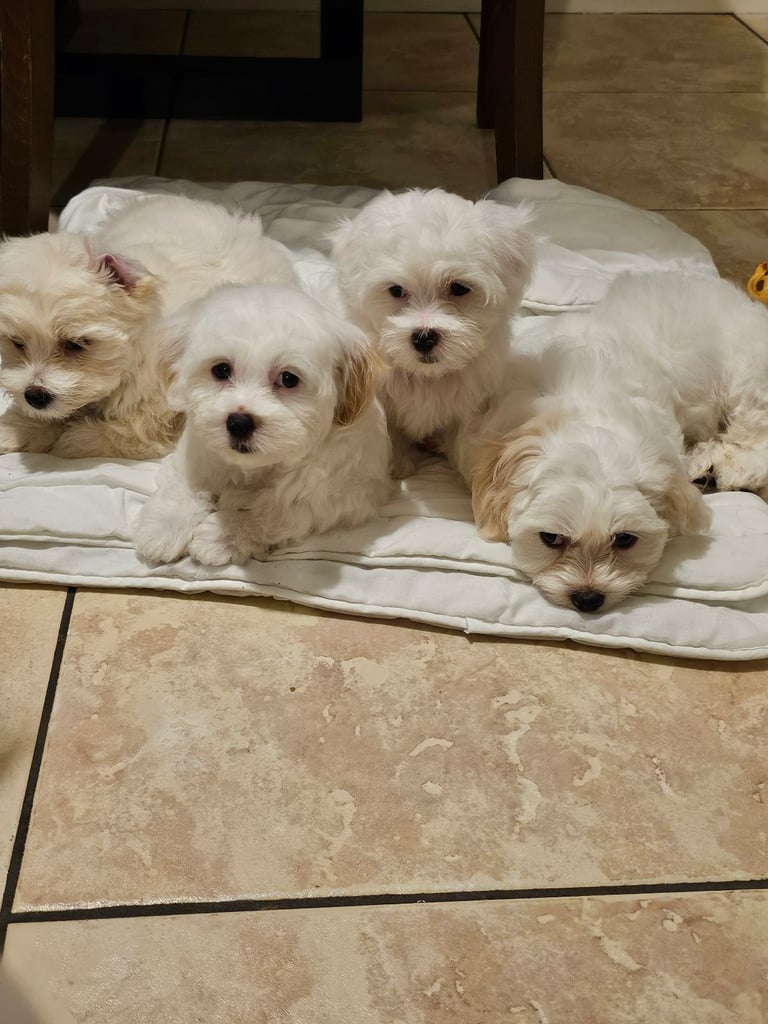 image for Bichon Maltese