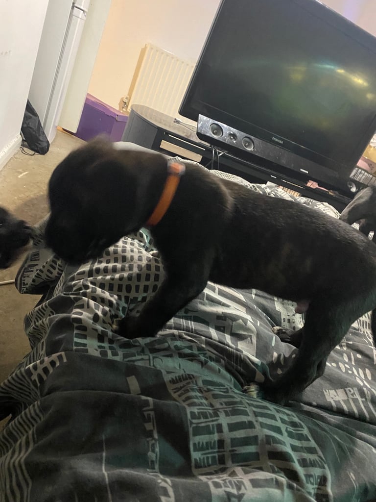 Cane corso x pressa canaro puppy’s 