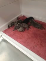 Reduced 🔥🔥🔥Kc miniature dachshund puppies 