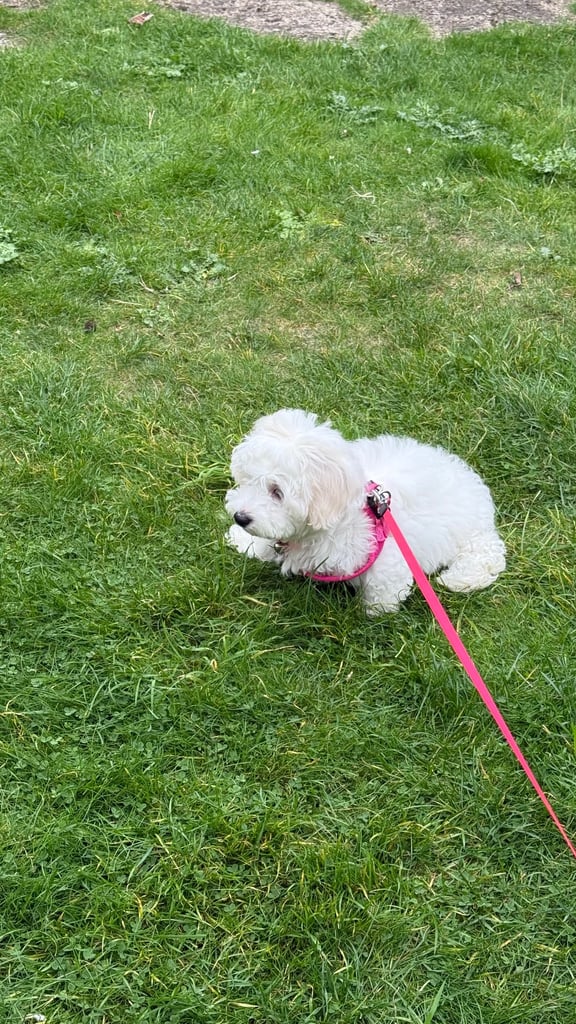Maltese puppy