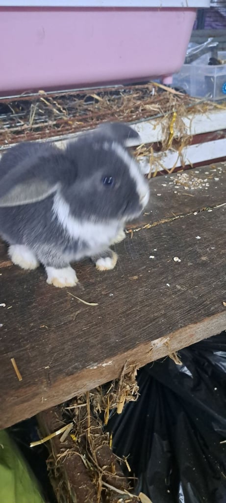 Baby mini lop bunnies 