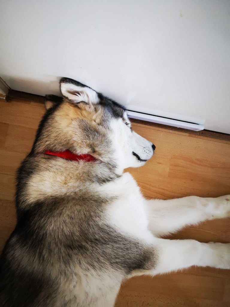 image for Alaskan Malamute pup