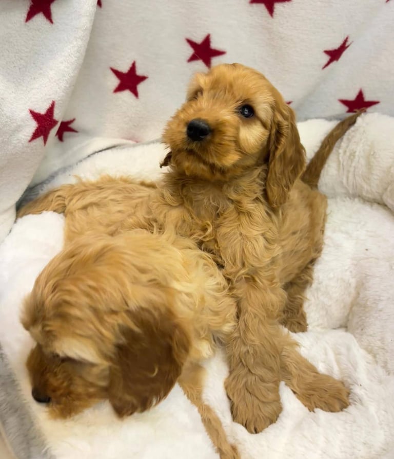 Cackapoo puppies for sale 