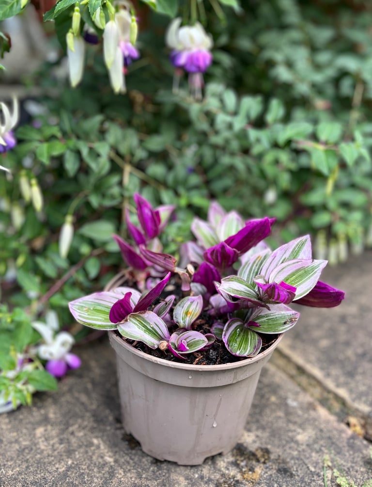 Vibrant Tradescantia in 23cm Pot - Striking Purple & Green Foliage