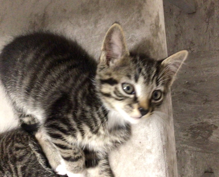 2 male kittens tabby ready for a new home 