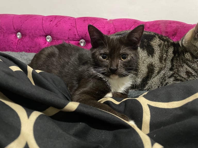 Tuxedo and tabby kitten