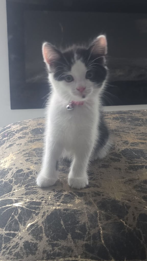 Kitten
