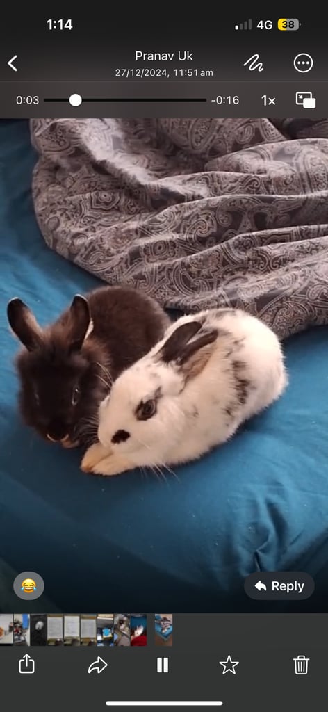 🐰Bunnies looking for new home🏡❤️❤️