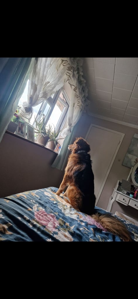 Cezar looking for new Home 