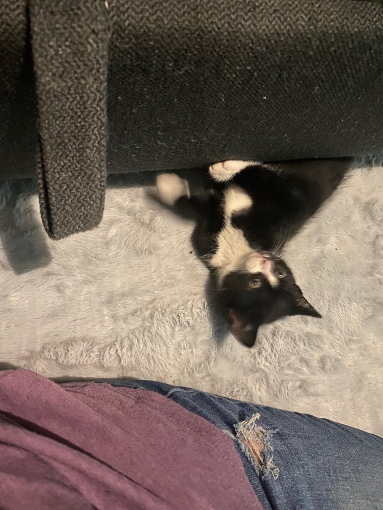  kittens ready now 
