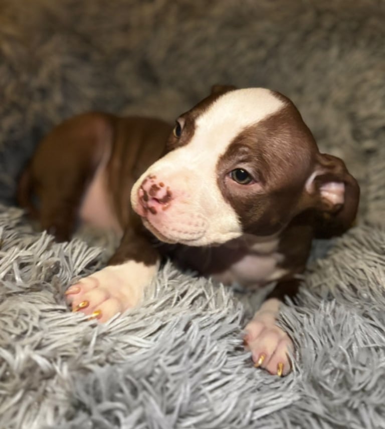 beautiful pocket puppies