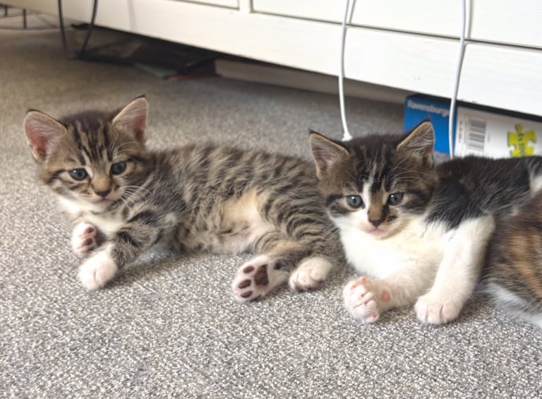 ✨Siberian Cross Kittens – 2 Boys – Hypoallergenic  £350. Ask about delivery