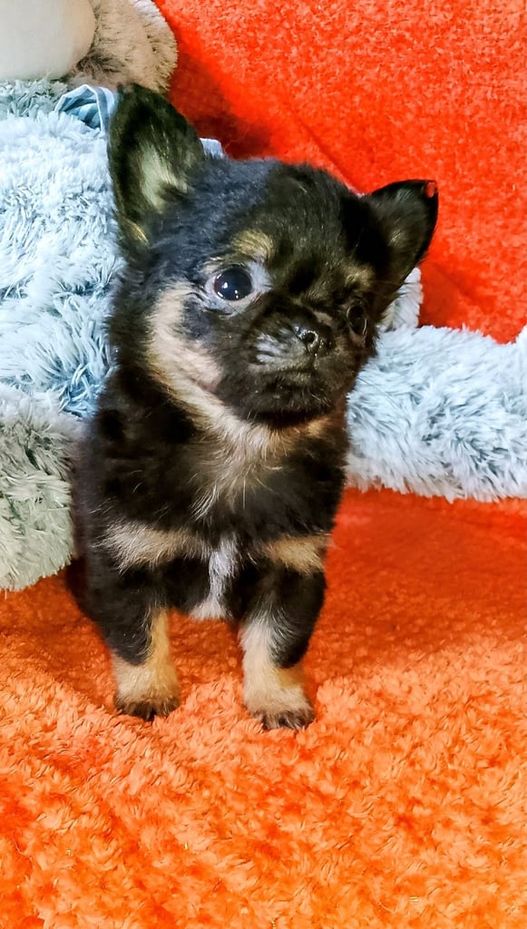 3 sold., 1 reserved, Only 1 left, Pure Bred Chihuahuas 