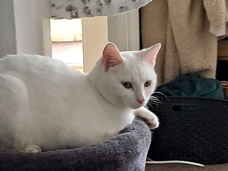 5 stunning Adult cats for rehome